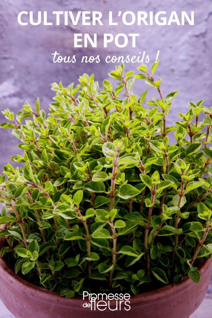 [pot1="Origan"] in a pot