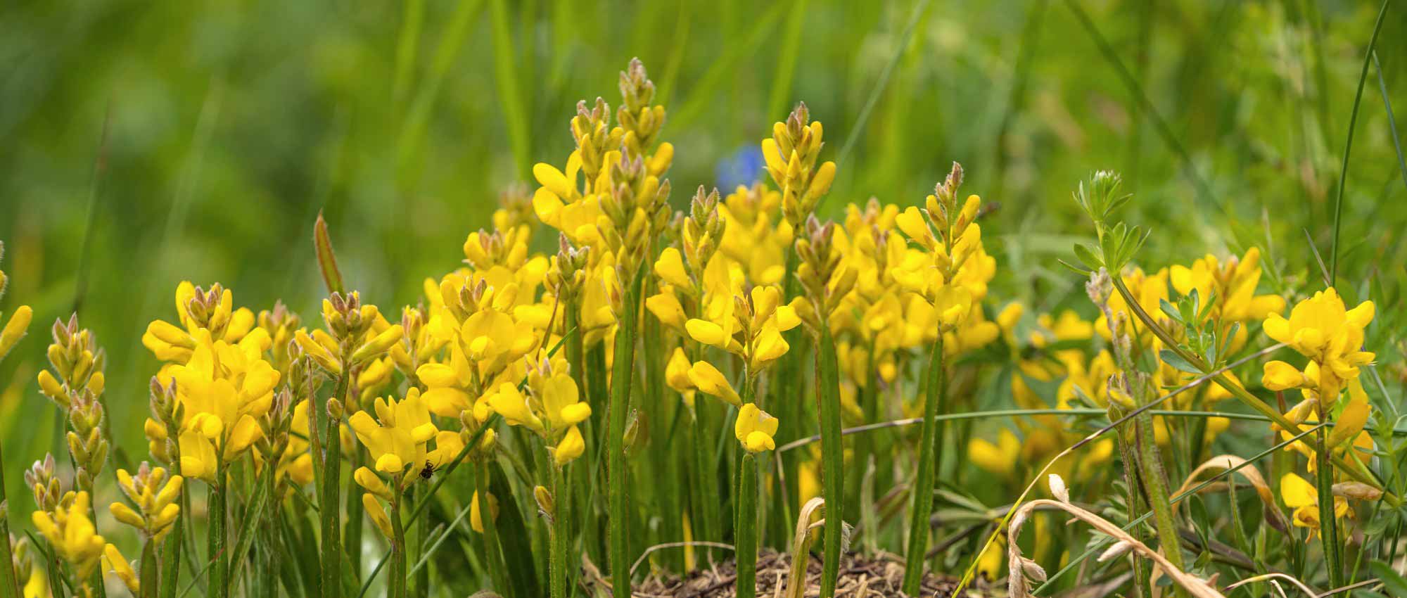 5 groundcover brooms