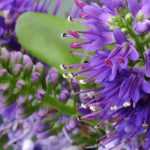 Hebe: the best varieties for pots