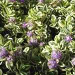 5 Variegated Hebe
