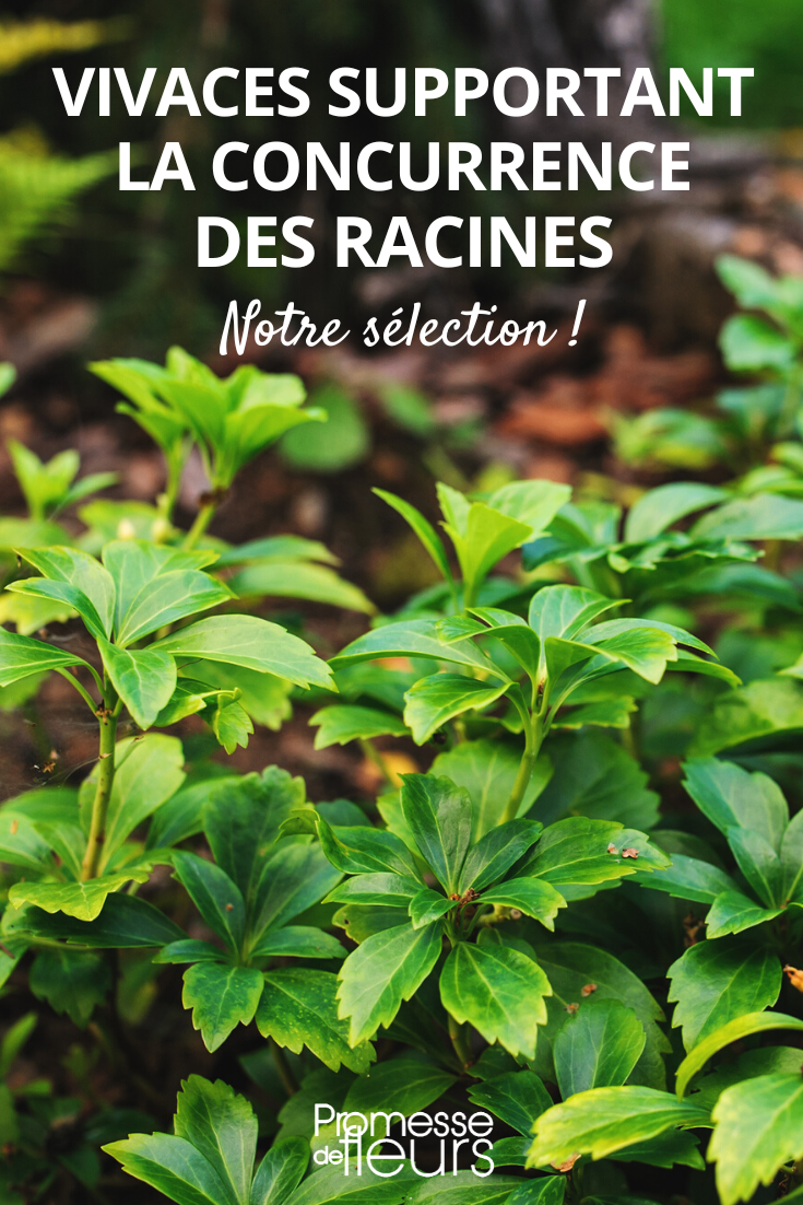 Perennials that grow under trees