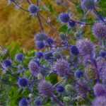 Designing a trendy 'thistles and co.' bed