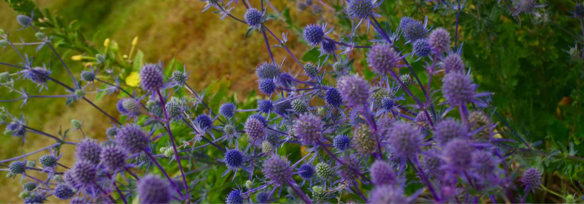 Designing a trendy 'thistles and co.' bed