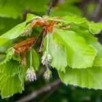 How to make tea from beech leaves?