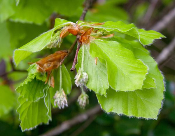 How to make tea from beech leaves?