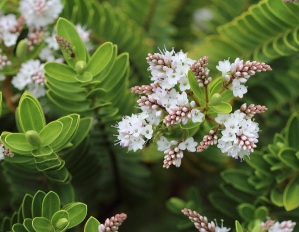 When and how to prune shrubby veronica?