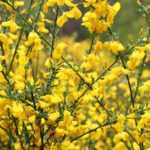 How to take a cutting from broom?