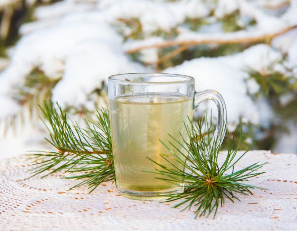 How to make pine-needle tisane?