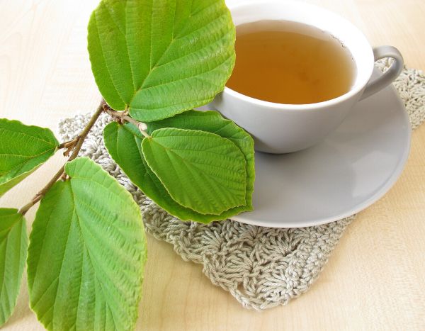 How to make witch-hazel tea?