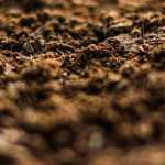 Caring for your vegetable garden in spring