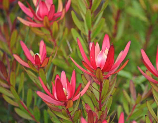 How to prune Leucadendron?