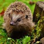How to build a hedgehog shelter?