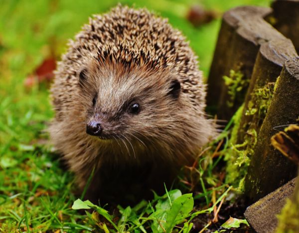 How to build a hedgehog shelter?