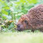 How to tell if a hedgehog lives in your garden?