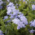 How to prune plumbago?