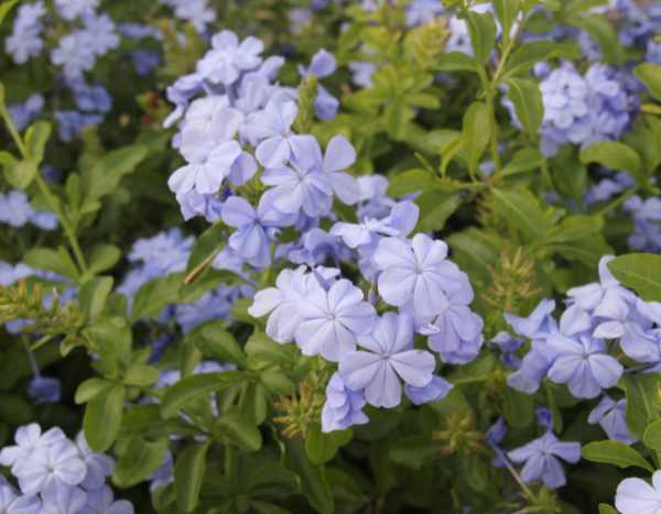 How to prune plumbago?