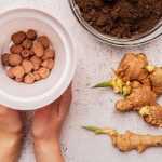 Planting ginger: how to grow it easily?