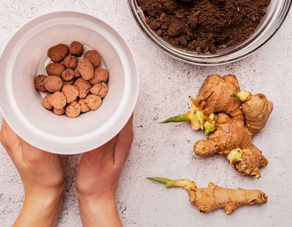Planting ginger: how to grow it easily?