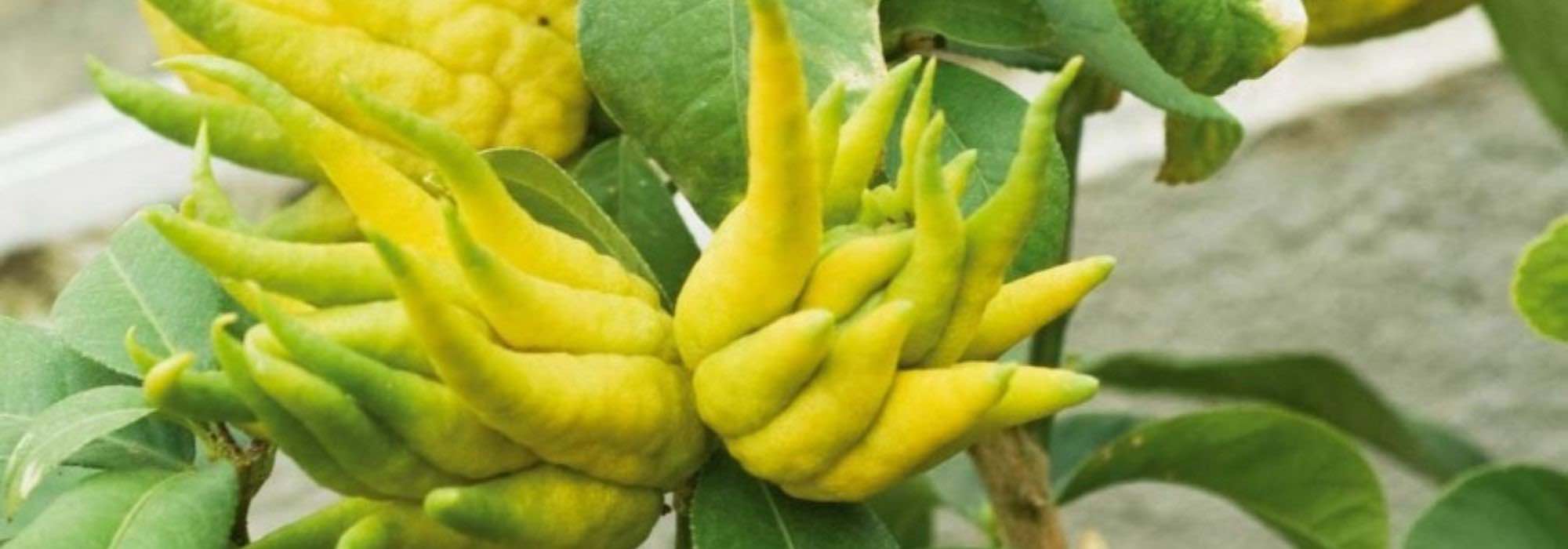 Growing Buddha's hand citrus
