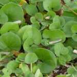 Alternative to lawn: planting creeping dichondra