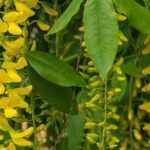 Pairing ideas with Cytisus