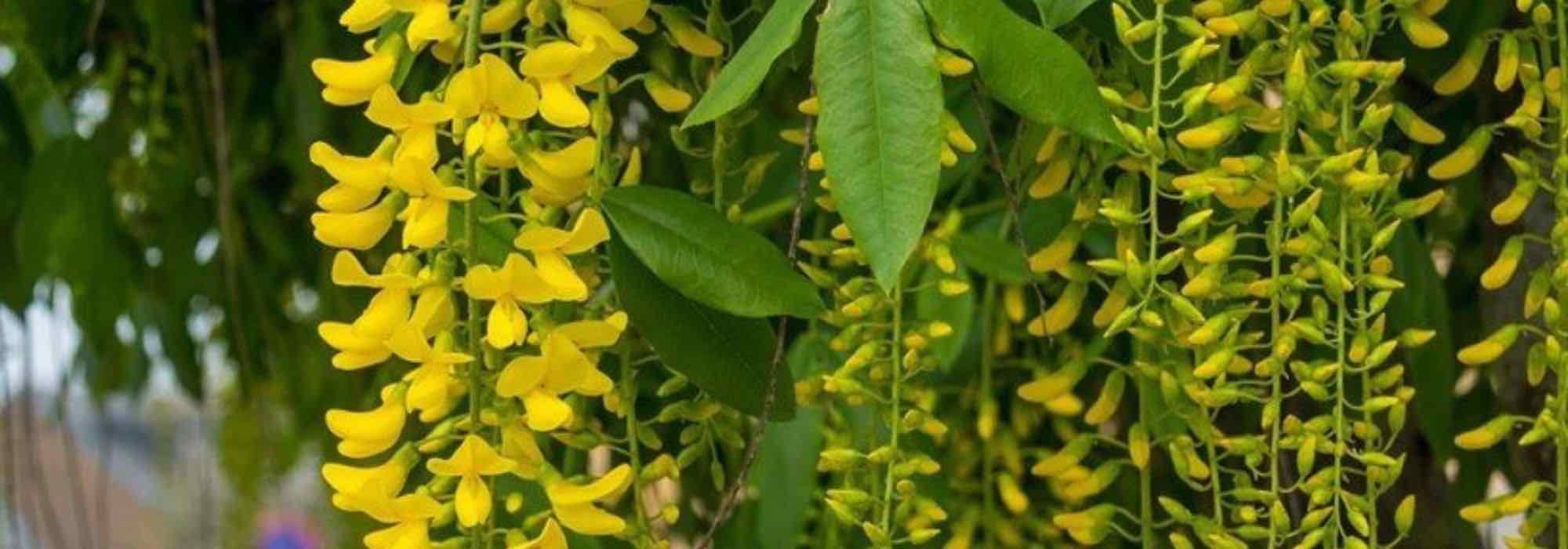 Pairing ideas with Cytisus