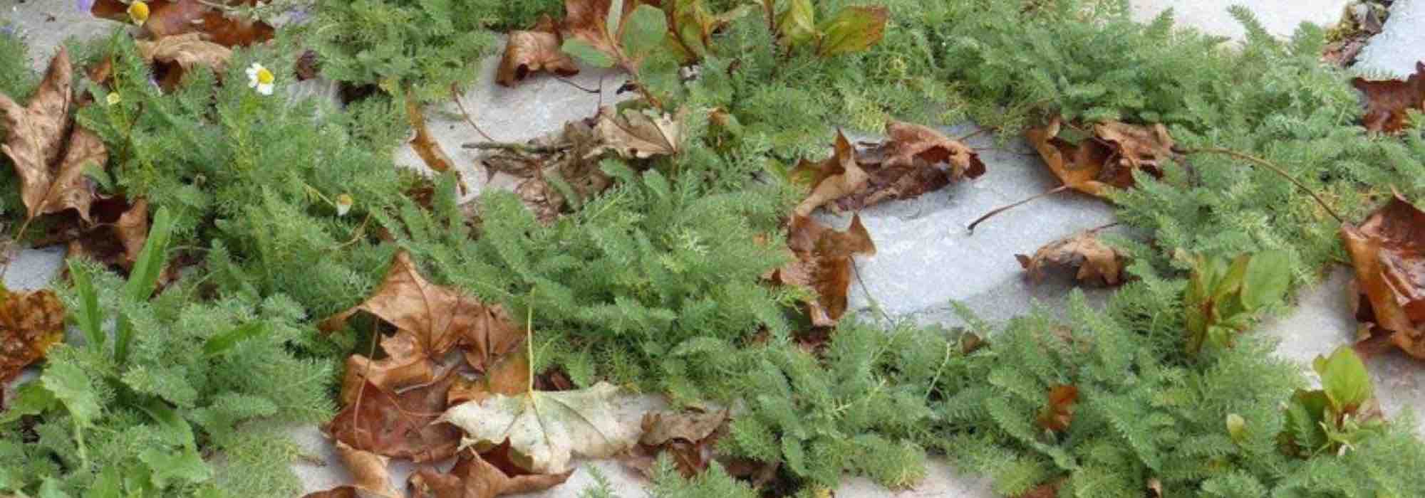 Alternative to lawn: groundcover yarrow