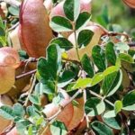 7 shrubs that withstand cold and drought