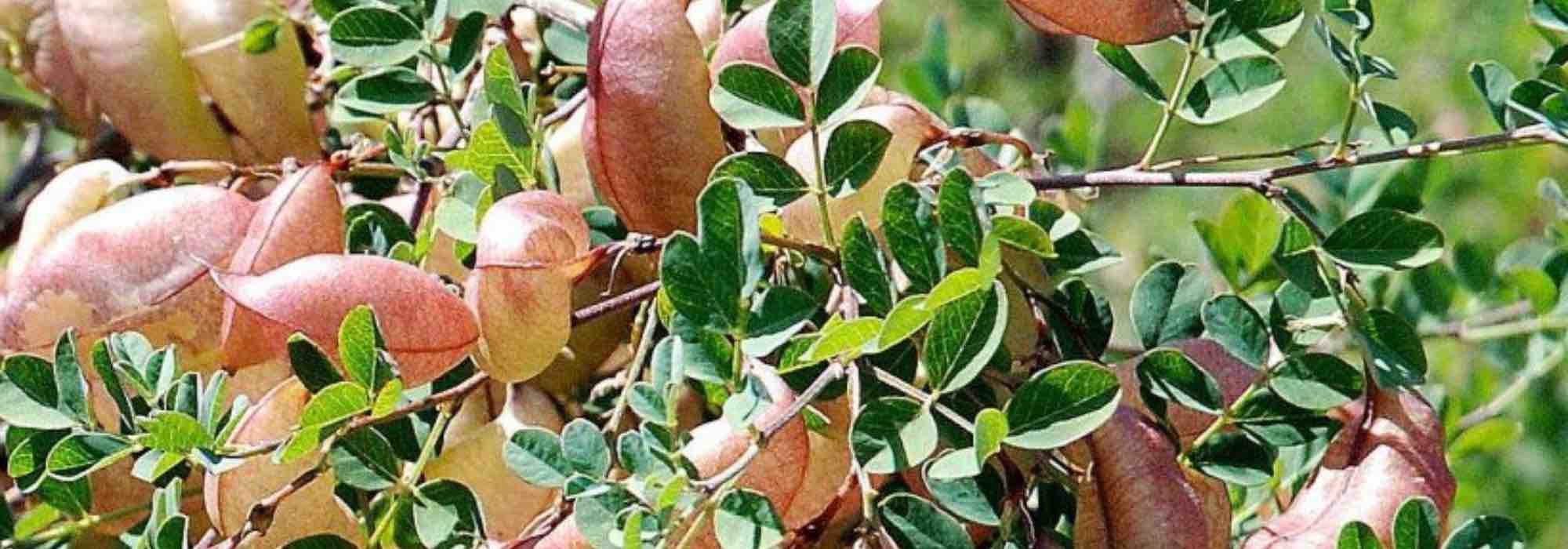 7 shrubs that withstand cold and drought