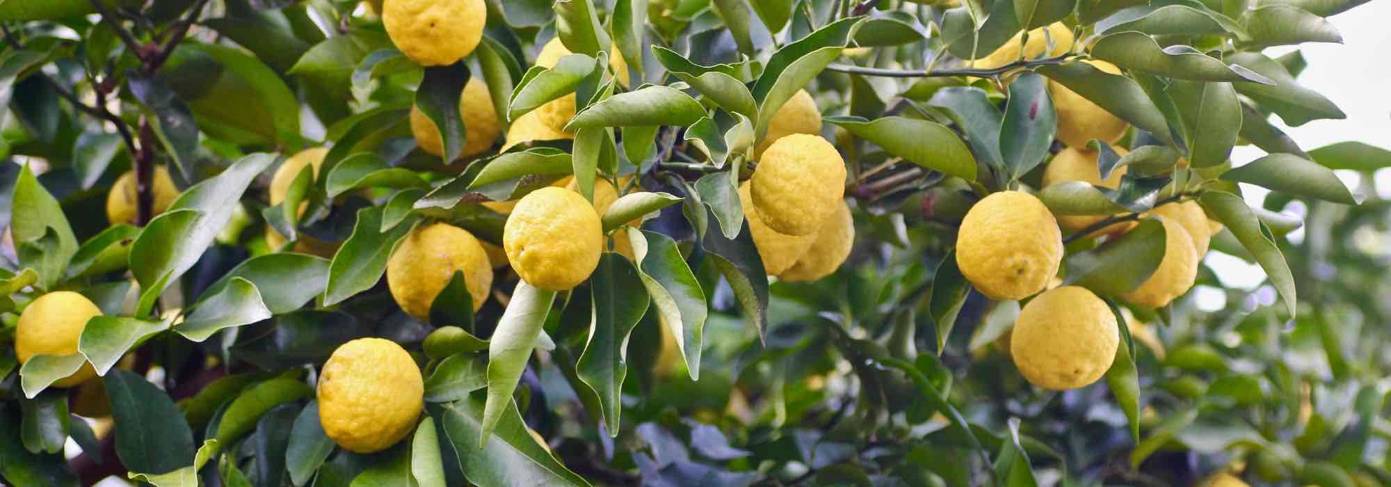 Growing citron trees