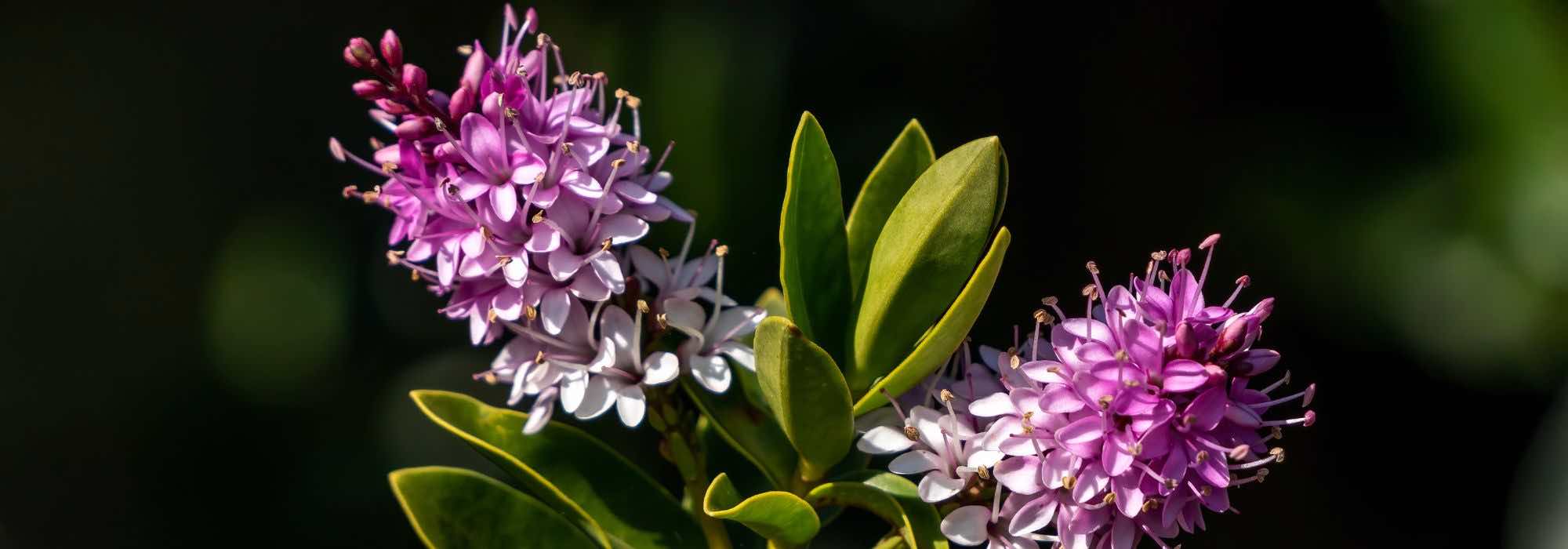 How to choose a Hebe?