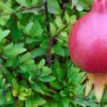 Potted pomegranate: planting, pruning, and watering