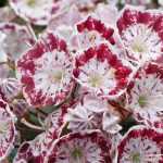 Pairing ideas with Kalmia