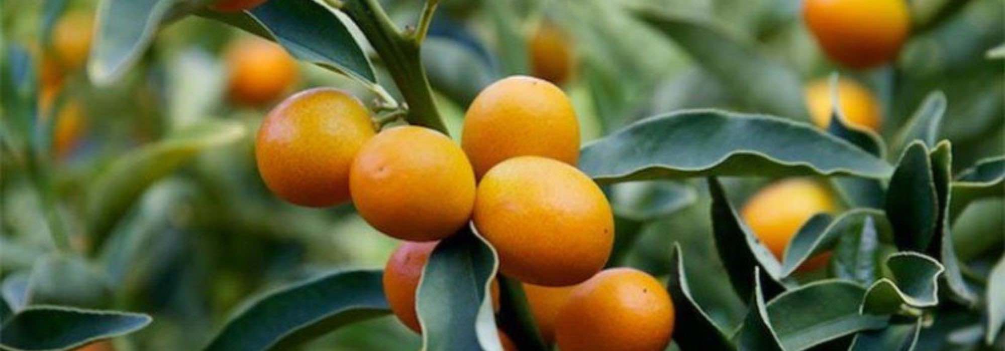Growing kumquat