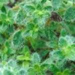 Alternative to lawn: planting creeping thyme