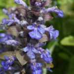 9 easy perennials for beginners