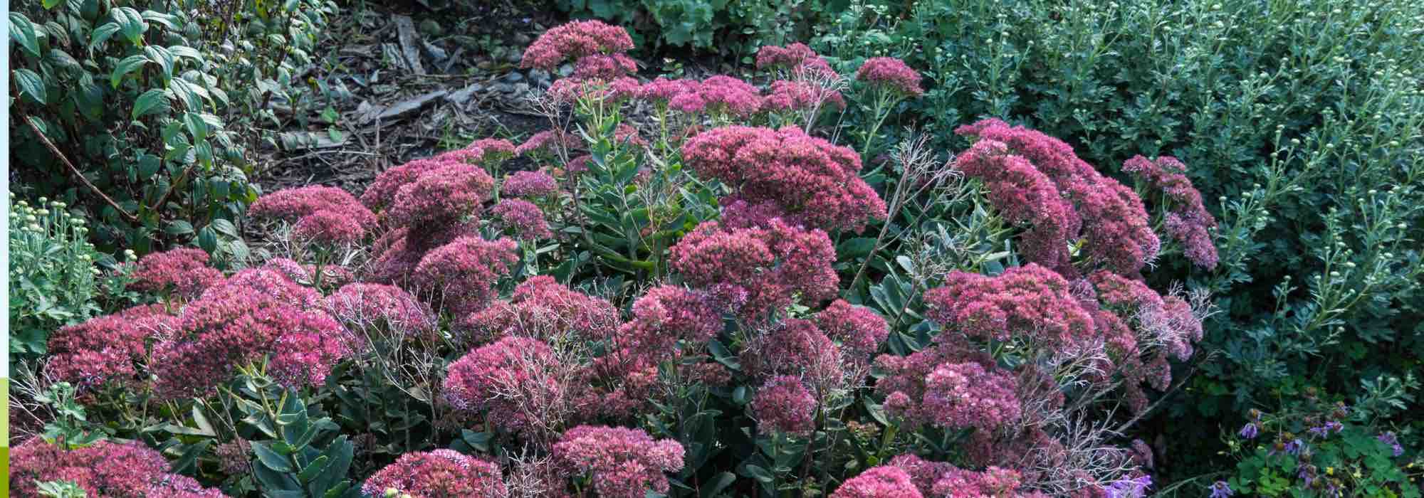 9 cold and drought-resistant perennials