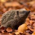 The hedgehog, an endangered species soon?