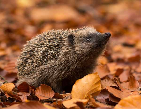 The hedgehog, an endangered species soon?
