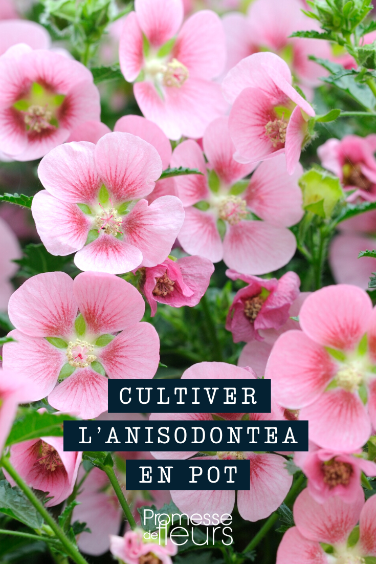 Cape Leadwort Growing in a Pot