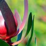 Leucadendron: the most beautiful varieties