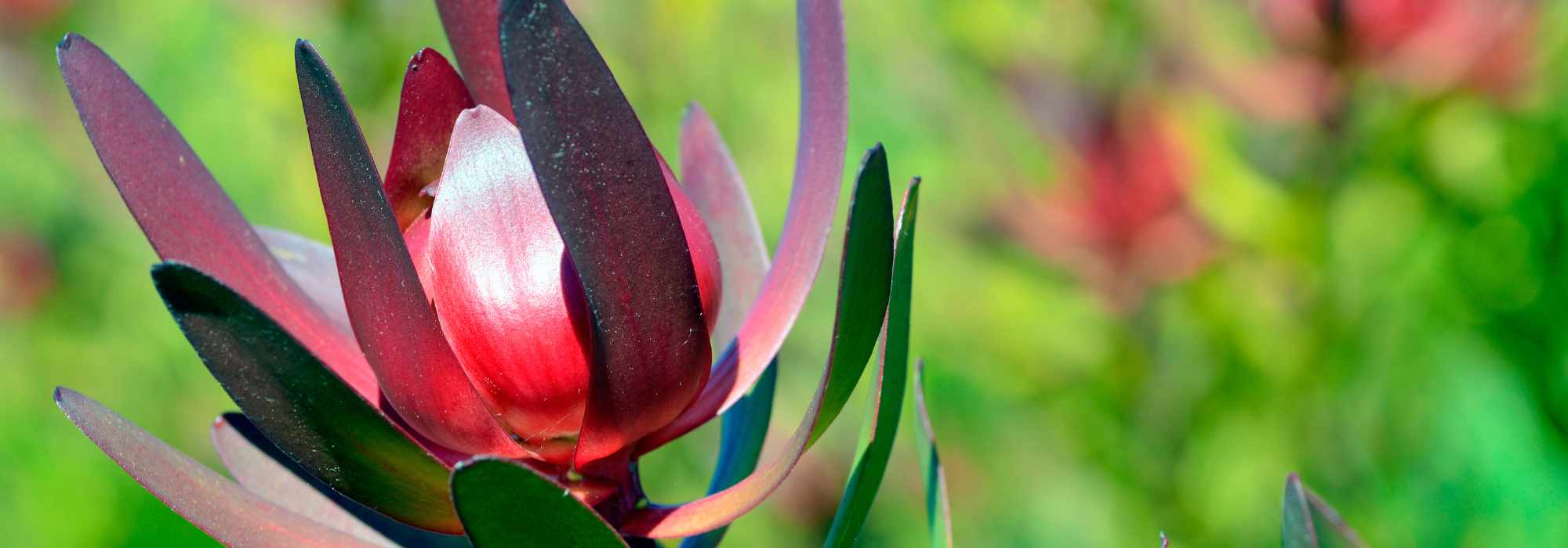 Leucadendron: the most beautiful varieties