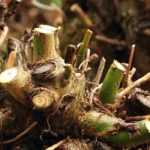 The pollarding of trees and bushes