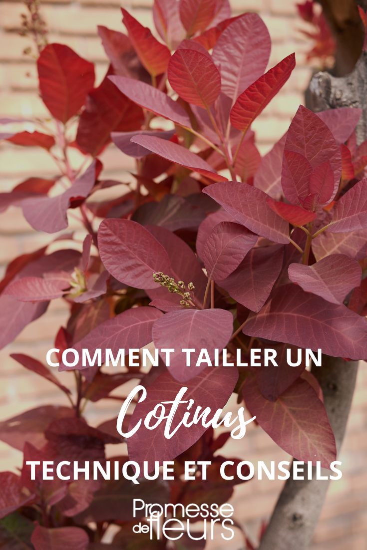 pruning a Cotinus