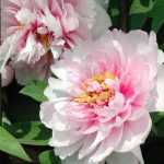 How to support peonies?