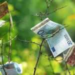 Creating a garden on a budget