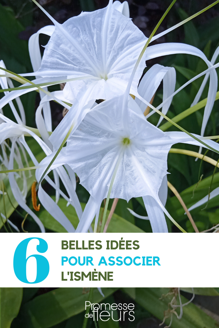 Hymenocallis Association in the Garden