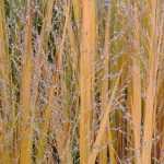 Choosing a Panicum
