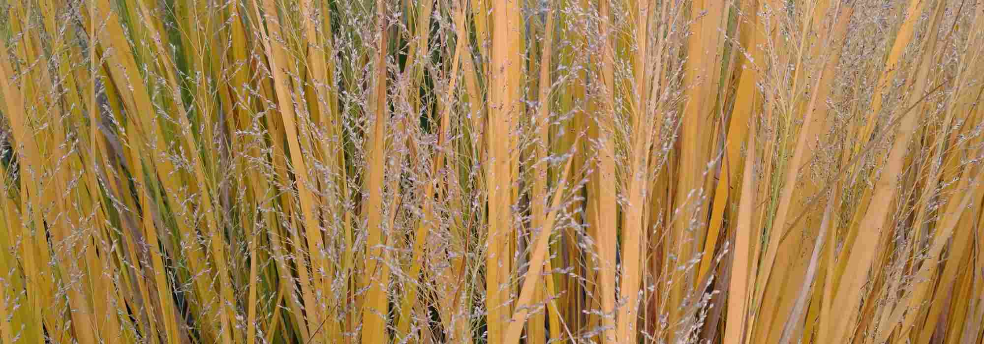 Choosing a Panicum