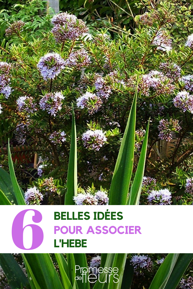 [plant_list category="arbustes" species="Hebe"]